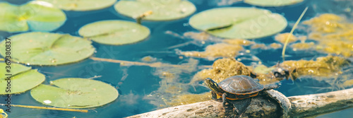 Photography Painted turtle resting in forest pond with water lillies