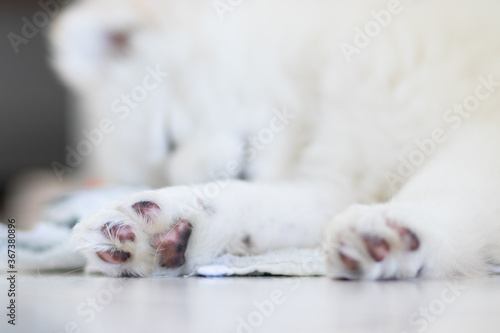 paws of a white dog lying on the floor