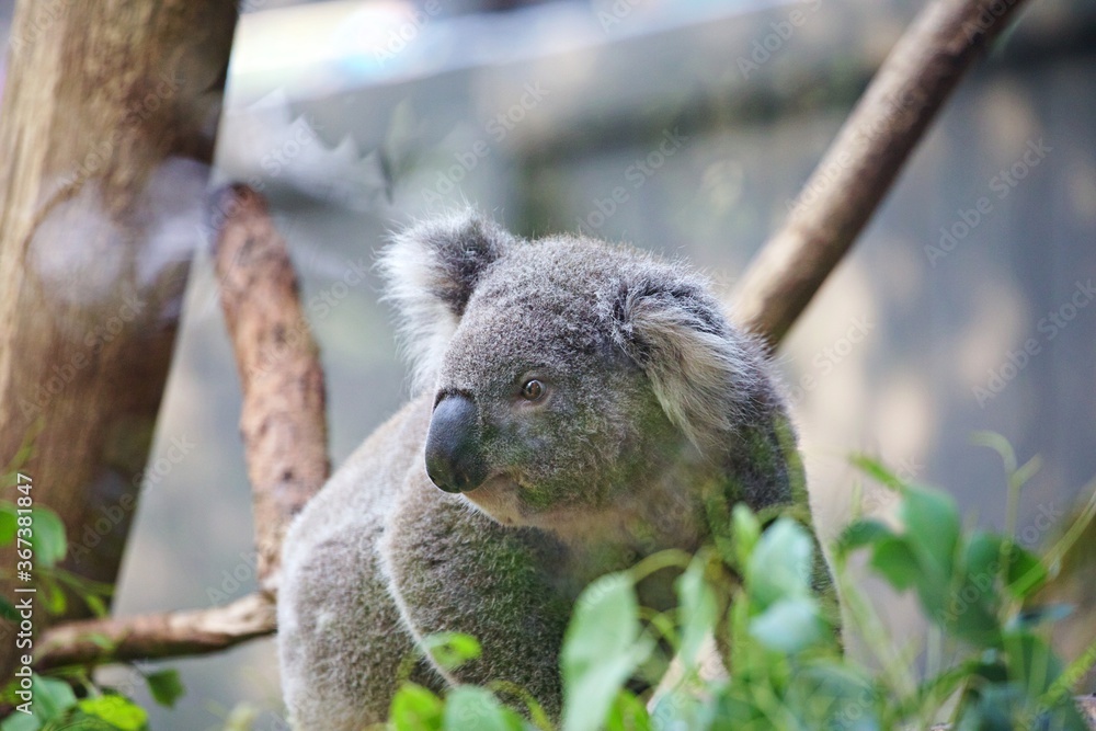 Fototapeta premium Koala auf Eukalyptus 