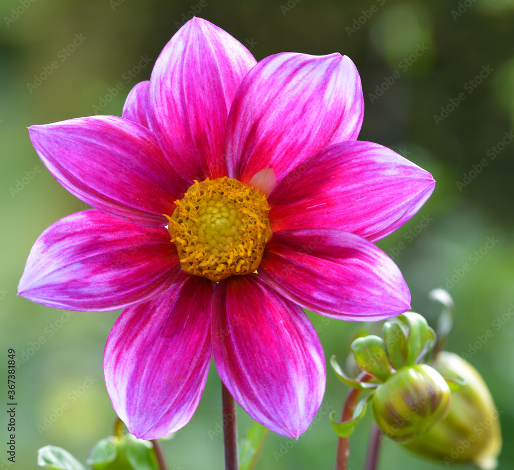 Dahlia
