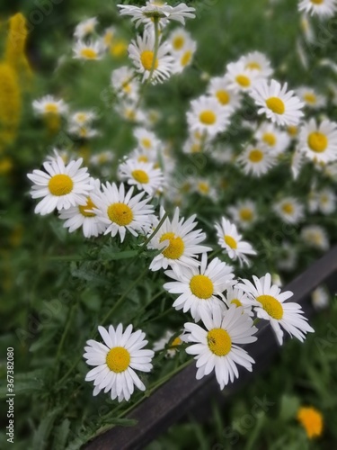 a bed of sweet daisies near the black iron fence on blurred background. wallpaper with blooming flowers