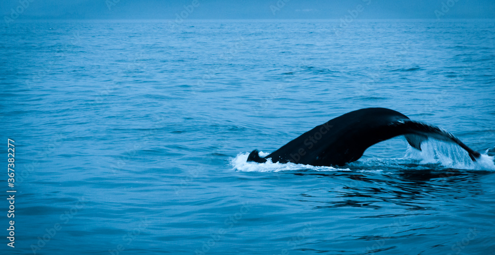 Fototapeta premium Wail