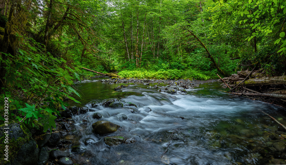 River flowing through the rain forest River flowing through the rain forest