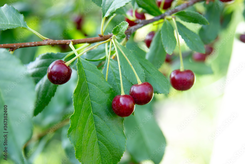 Three cherries on the branch close up. Cherry tree at the crop time fruits Three cherries on the branch close up. Cherry tree at the crop time fruits