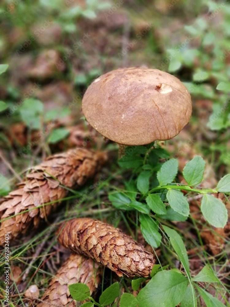 Beautiful birch mushroom with pine cones on a gray leg with a brown cap in the forest on a background of moss, grass and leaves. Natural Wallpaper.Autumn forest harvest.brown cap boletus Beautiful birch mushroom with pine cones on a gray leg with a brown cap in the forest on a background of moss, grass and leaves. Natural Wallpaper.Autumn forest harvest.brown cap boletus