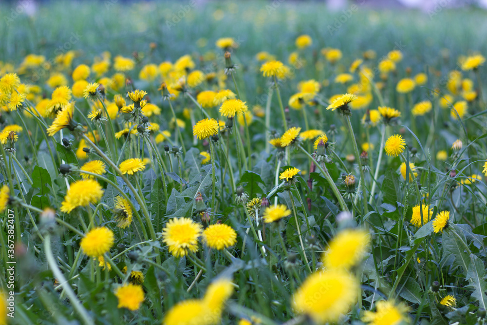 
Field of dandelions 