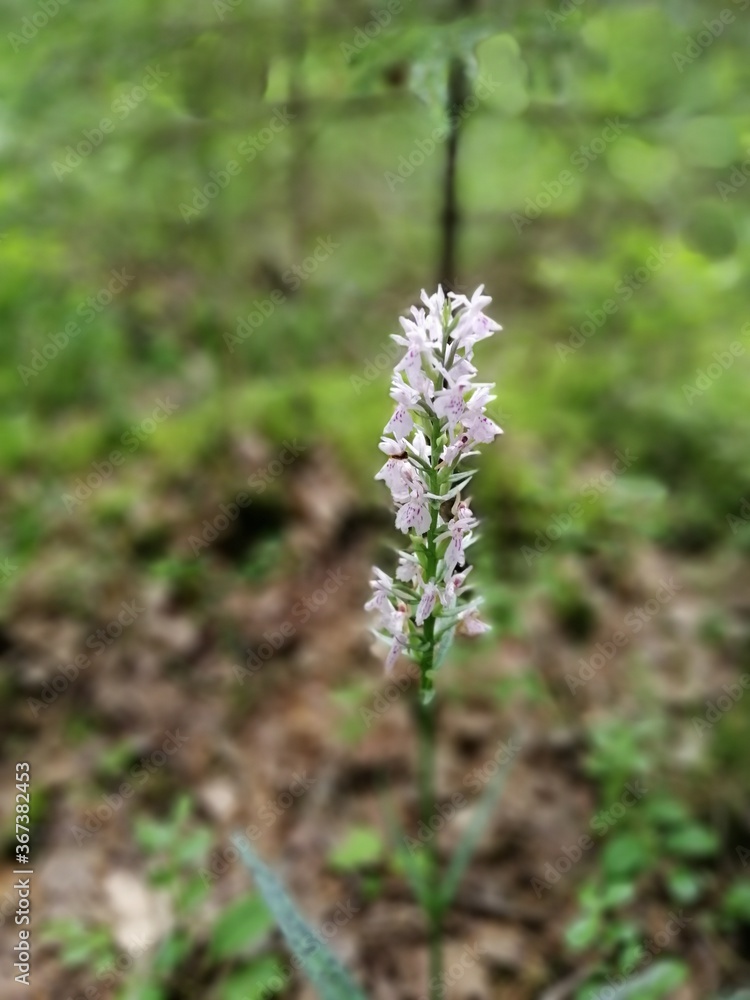 wild forest white with red dots Orchid on a blurred background wild forest white with red dots Orchid on a blurred background