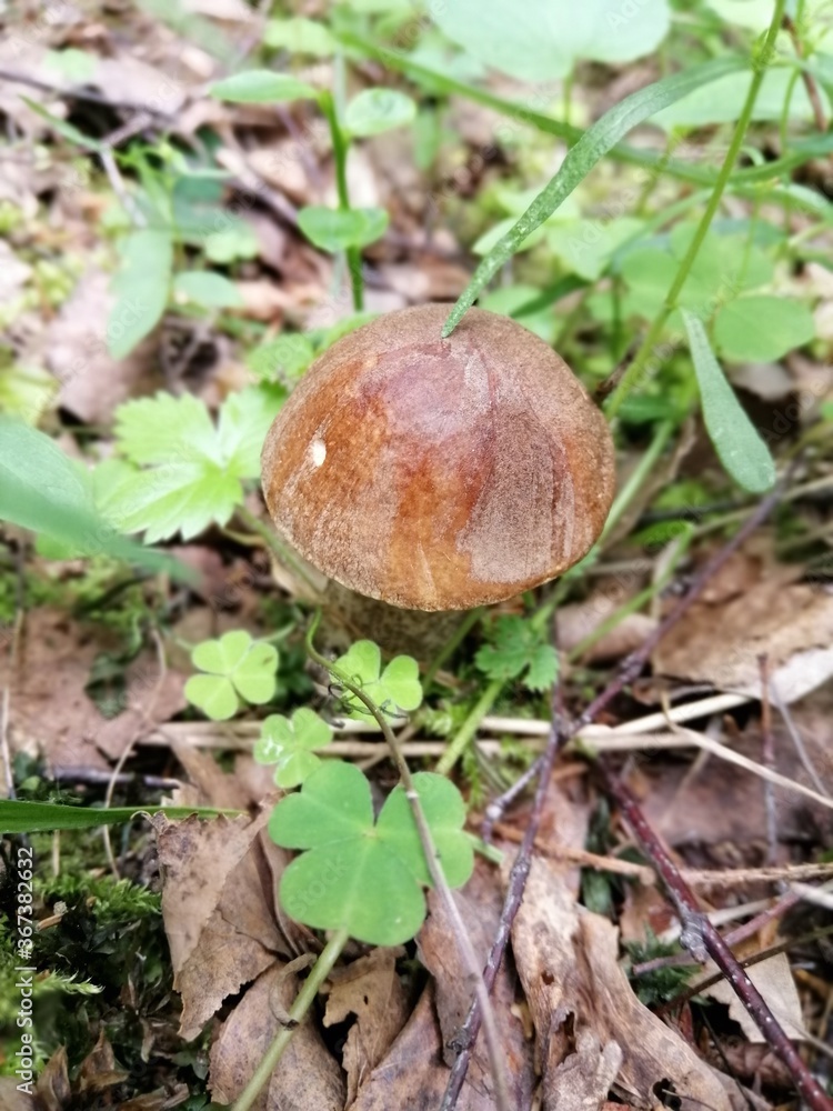 Beautiful birch mushroom on a gray leg with a brown cap in the forest on a background of moss, grass and leaves. Natural Wallpaper.Autumn forest harvest.brown cap boletus Beautiful birch mushroom on a gray leg with a brown cap in the forest on a background of moss, grass and leaves. Natural Wallpaper.Autumn forest harvest.brown cap boletus