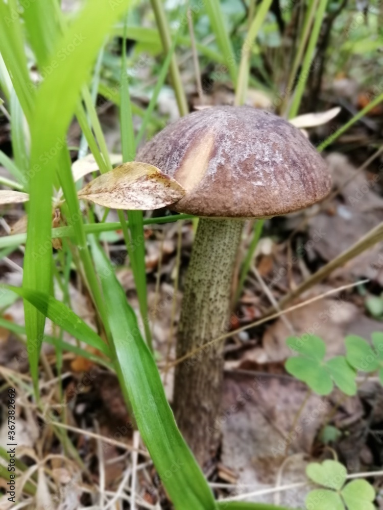 Beautiful birch mushroom on a gray leg with a brown cap in the forest on a background of moss, grass and leaves. Natural Wallpaper.Autumn forest harvest.brown cap boletus Beautiful birch mushroom on a gray leg with a brown cap in the forest on a background of moss, grass and leaves. Natural Wallpaper.Autumn forest harvest.brown cap boletus
