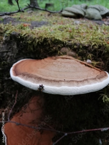 Solid flat polypore mushroom growing on trees