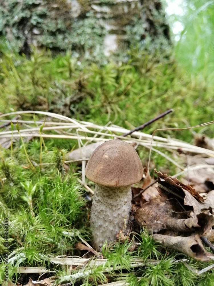 Beautiful birch mushroom on a gray leg with a brown cap in the forest on a background of moss, grass and leaves. Natural Wallpaper.Autumn forest harvest.brown cap boletus Beautiful birch mushroom on a gray leg with a brown cap in the forest on a background of moss, grass and leaves. Natural Wallpaper.Autumn forest harvest.brown cap boletus