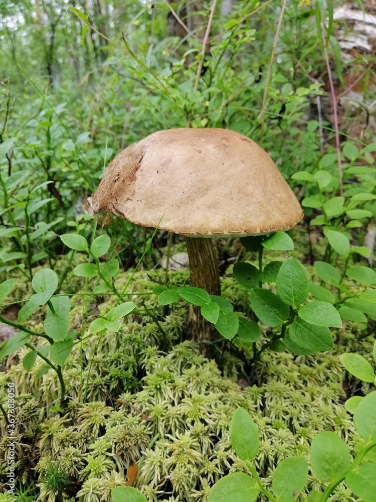 Beautiful birch mushroom on a gray leg with a brown cap in the forest on a background of moss, grass and leaves. Natural Wallpaper.Autumn forest harvest.brown cap boletus