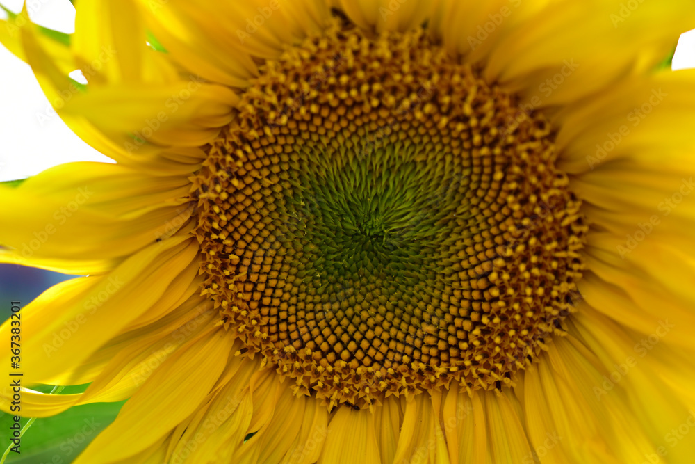 Large yellow sunflower flowers in summer in the greenery Large yellow sunflower flowers in summer in the greenery