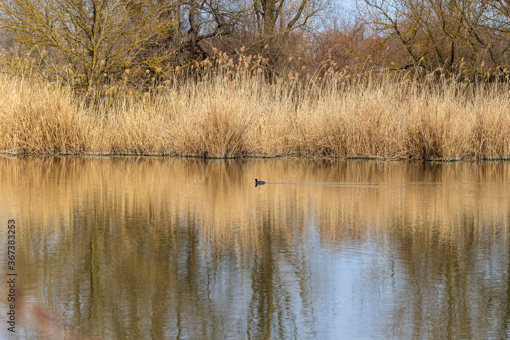 Grassy shore of the pond. A black duck swims along the pond. The grass is reflected in the water of the pond. Grassy shore of the pond. A black duck swims along the pond. The grass is reflected in the water of the pond.