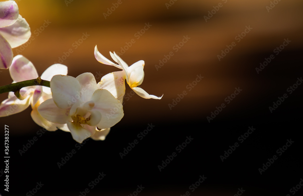 Fototapeta premium Orchidee Lichtspiel