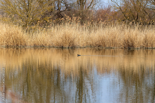 Grassy shore of the pond. A black duck swims along the pond. The grass is reflected in the water of the pond.
