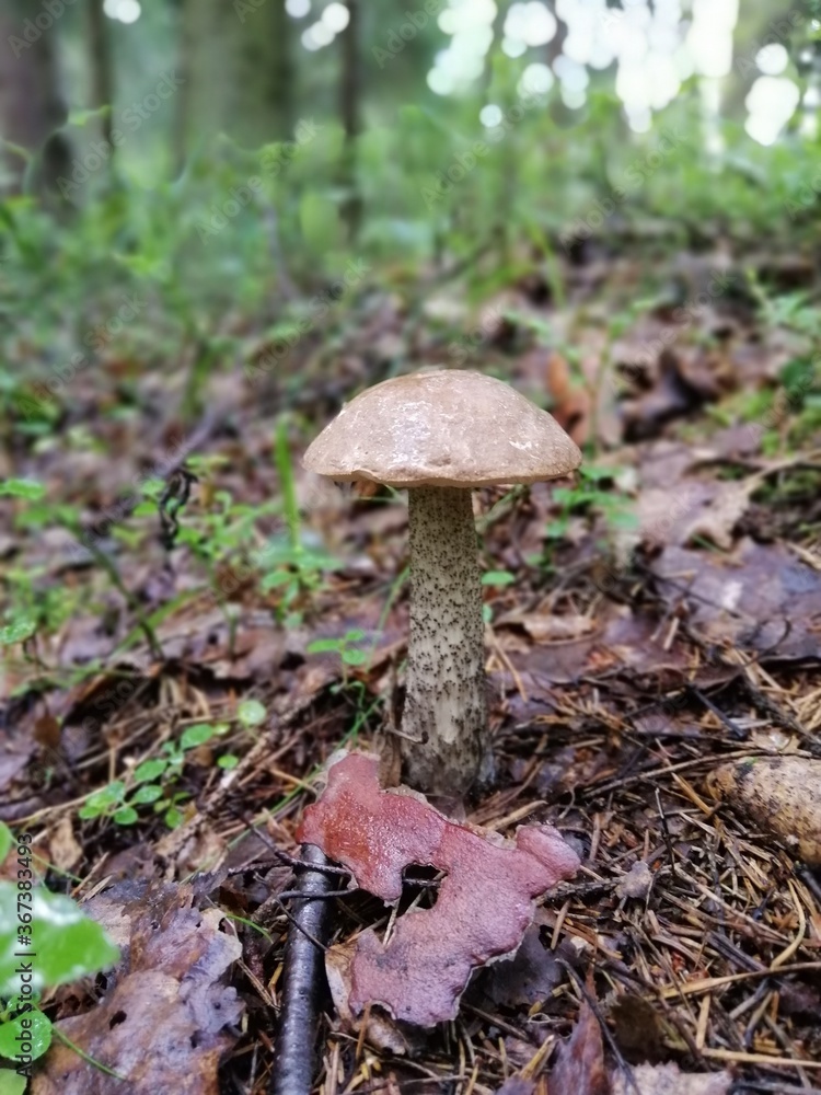 Beautiful birch mushroom on a gray leg with a brown cap in the forest on a background of moss, grass and leaves. Natural Wallpaper.Autumn forest harvest.brown cap boletus Beautiful birch mushroom on a gray leg with a brown cap in the forest on a background of moss, grass and leaves. Natural Wallpaper.Autumn forest harvest.brown cap boletus