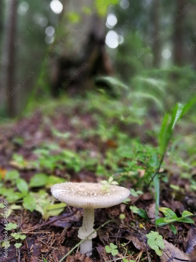 Beautiful birch mushroom on a gray leg with a brown cap in the forest on a background of moss, grass and leaves. Natural Wallpaper.Autumn forest harvest.brown cap boletus Beautiful birch mushroom on a gray leg with a brown cap in the forest on a background of moss, grass and leaves. Natural Wallpaper.Autumn forest harvest.brown cap boletus