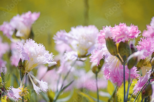 Colorful carnation flowers bloom outdoors to decorate flower beds