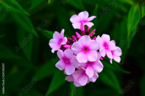 Pink Phlox flowers in green in the garden in summer