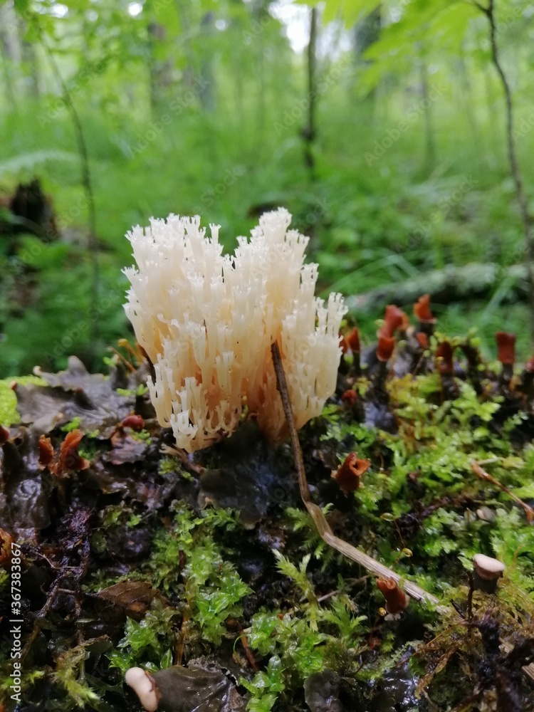 small white and transparent Clavaria, Clavicorona or mushroom Deer Horns, similar to coral in the forest among the moss Natural Wallpaper small white and transparent Clavaria, Clavicorona or mushroom Deer Horns, similar to coral in the forest among the moss Natural Wallpaper