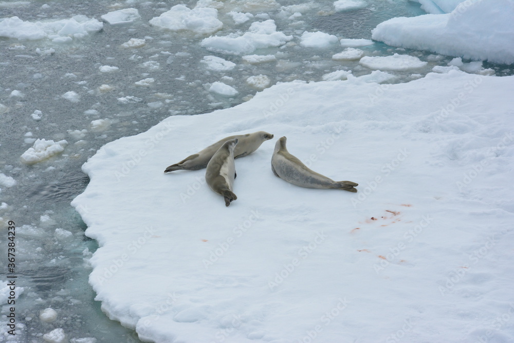 Obraz premium A trip around the Antarctic Peninsula, December 2019