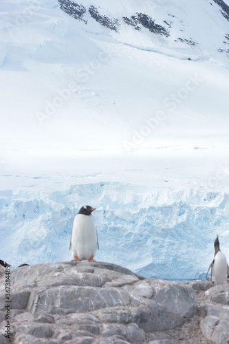 A trip around the Antarctic Peninsula  December 2019