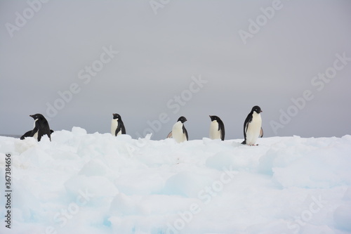 A trip around the Antarctic Peninsula, December 2019