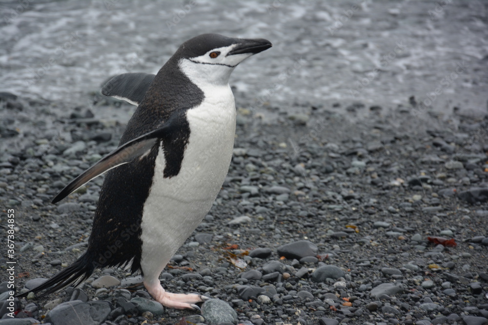 Fototapeta premium A trip around the Antarctic Peninsula, December 2019