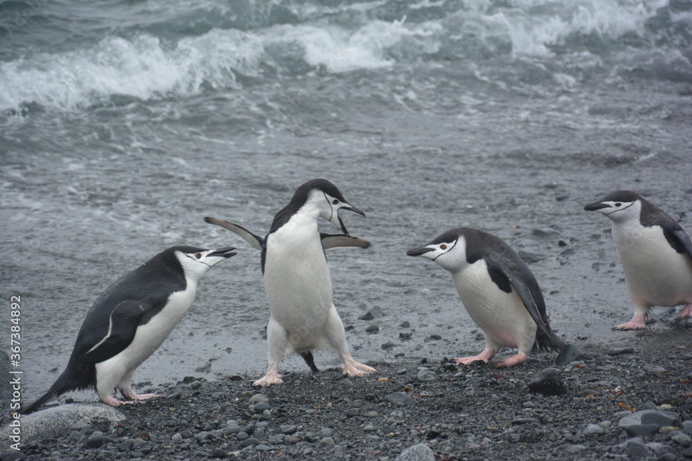 Fototapeta premium A trip around the Antarctic Peninsula, December 2019
