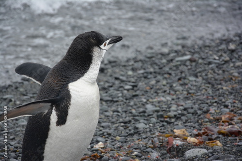 A trip around the Antarctic Peninsula  December 2019