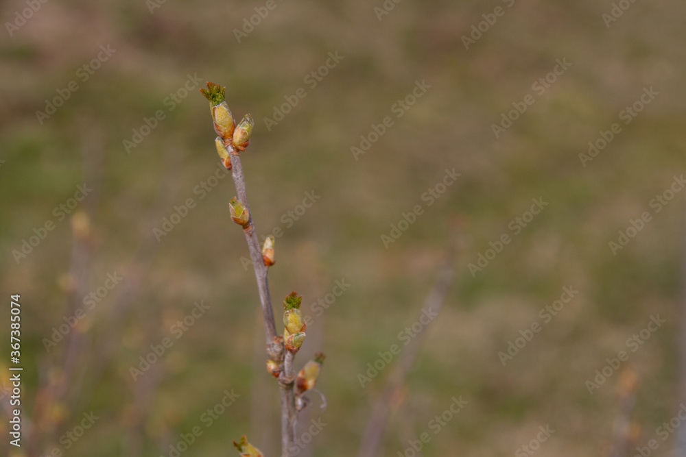 The buds on the blackcurrant Bush blooming in the spring The buds on the blackcurrant Bush blooming in the spring