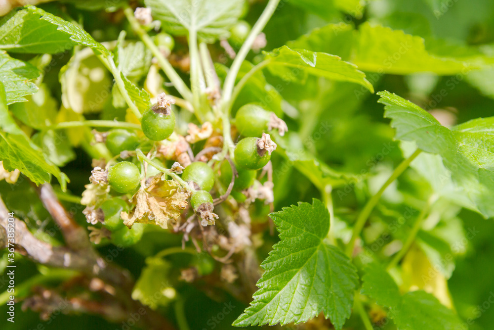 Maturing green berries of the black currant Bush in summer Maturing green berries of the black currant Bush in summer