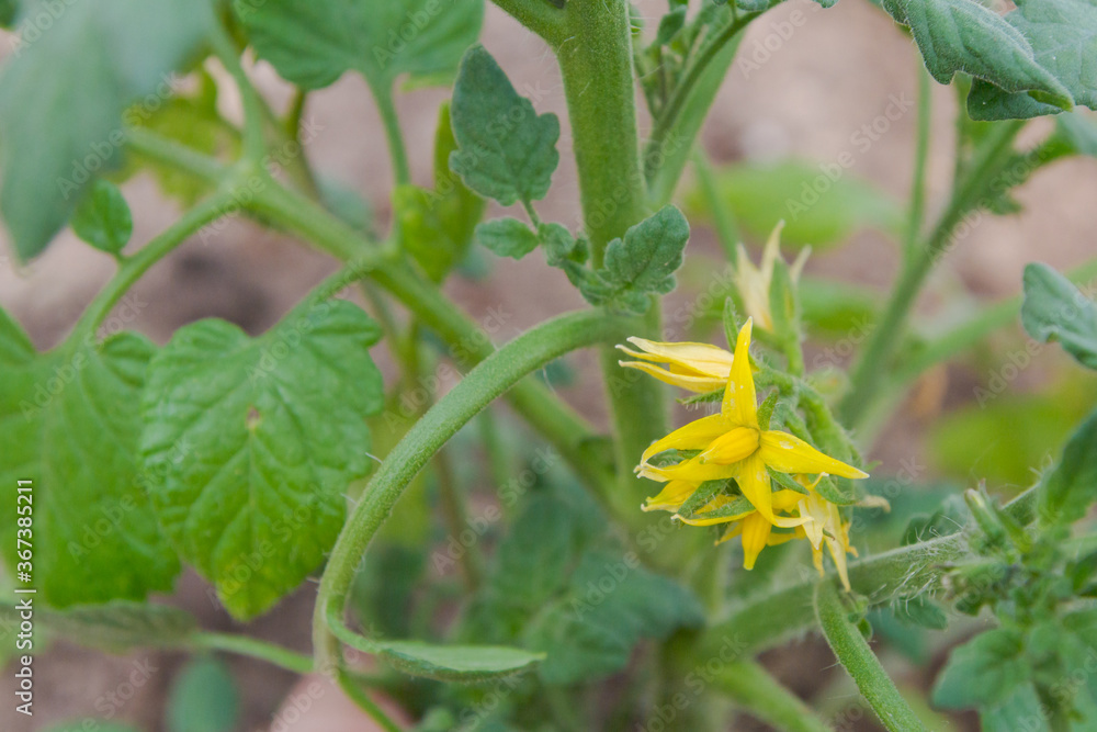 Yellow flowers of a tomato plant is ripening in the greenhouse Yellow flowers of a tomato plant is ripening in the greenhouse