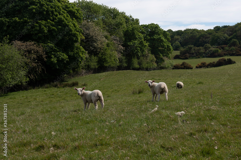 An English countryside view with fields and trees, and three lambs in the middle distance