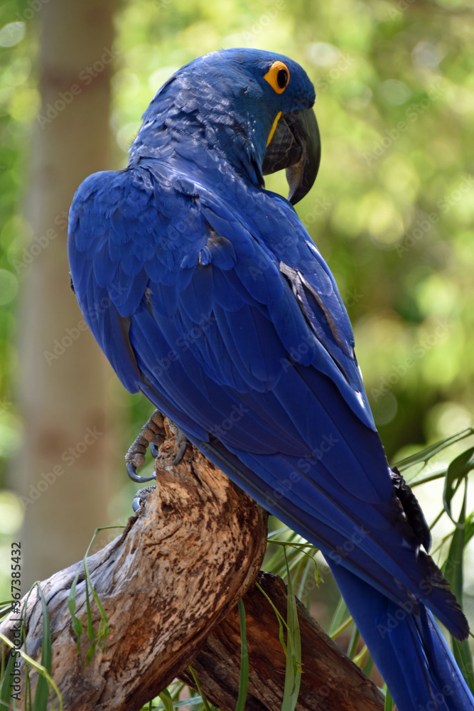 Obraz premium Blue Parrot