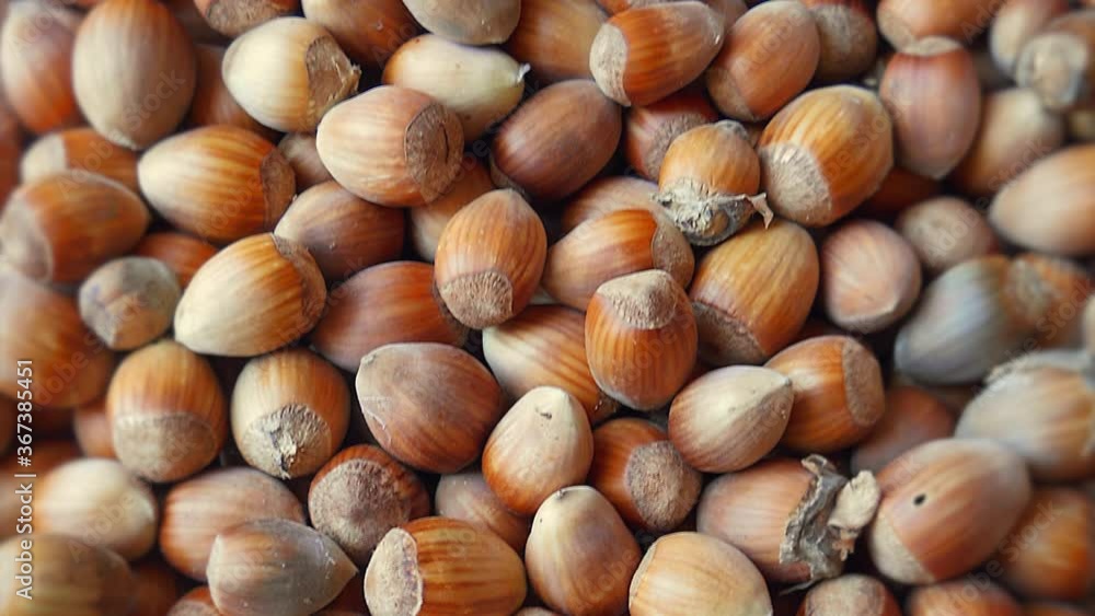 Many Unpeeled Hazelnut. Close Up Slow Dolly Shot. Many Unpeeled Hazelnut. Close Up Slow Dolly Shot.