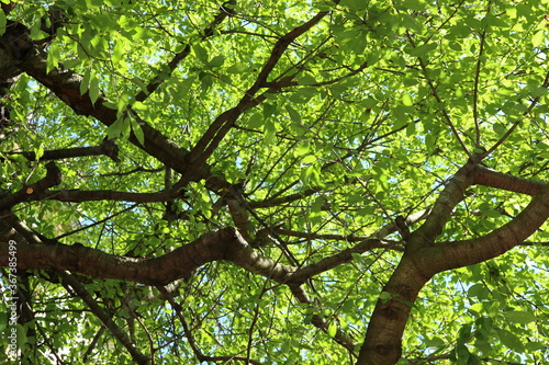 green tree branches