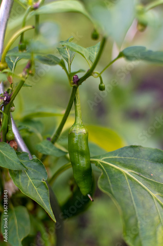 green chilli pepper growing on the vine 