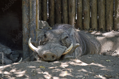 Schilderij op canvas Warthog Close Up