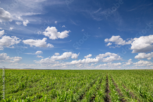 Blue Sky and white clouds above green Field corn  panoramic view. Beautiful scenic dynamic Landscape agricultural land. Beauty of nature. Agriculture. Cornfield. Growing vegetables on the farm.