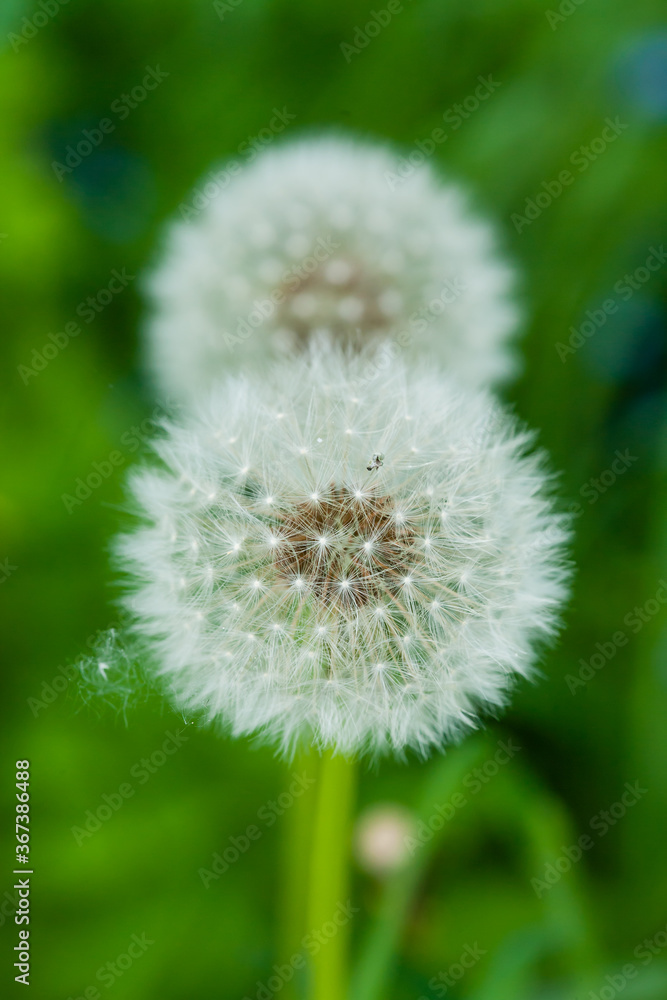 A closeup shot of a common dandelion under the sunlight A closeup shot of a common dandelion under the sunlight