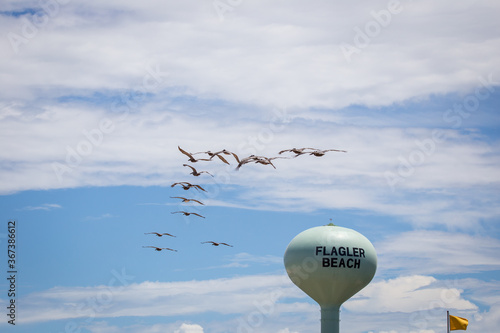 Fotografie Pelicans gracefully gliding through the air along the coast at Flagler Beach, FL