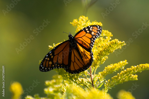 Butterfly 2017-189 / Monarch butterfly (Danaus plexippus) © mramsdell1967