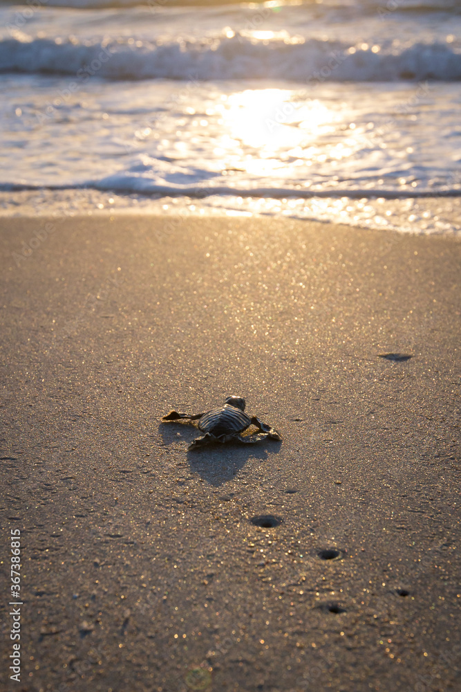 Obraz premium Baby sea turtle making its way down to the water for the first time on the beach in Florida