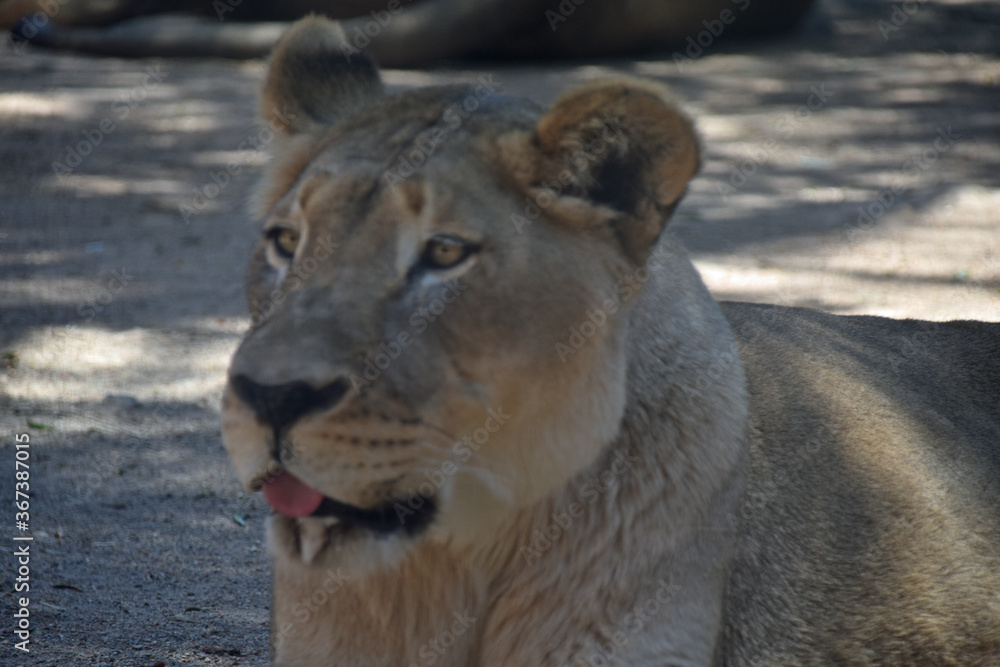 Fototapeta premium Lioness' Head