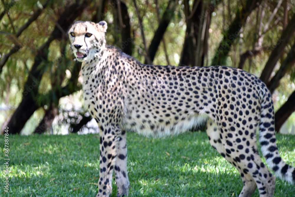 Cheetah in Pose