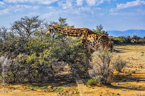 African Giraffe  Giraffa camelopardalis  in South Africa. The giraffe is the tallest land mammal in the world. Giraffes are herbivores  eating leaves off trees.