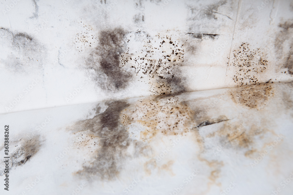 Black mold buildup in the corner of an old house. development of mildew under the Wallpaper. Black mold buildup in the corner of an old house. development of mildew under the Wallpaper.