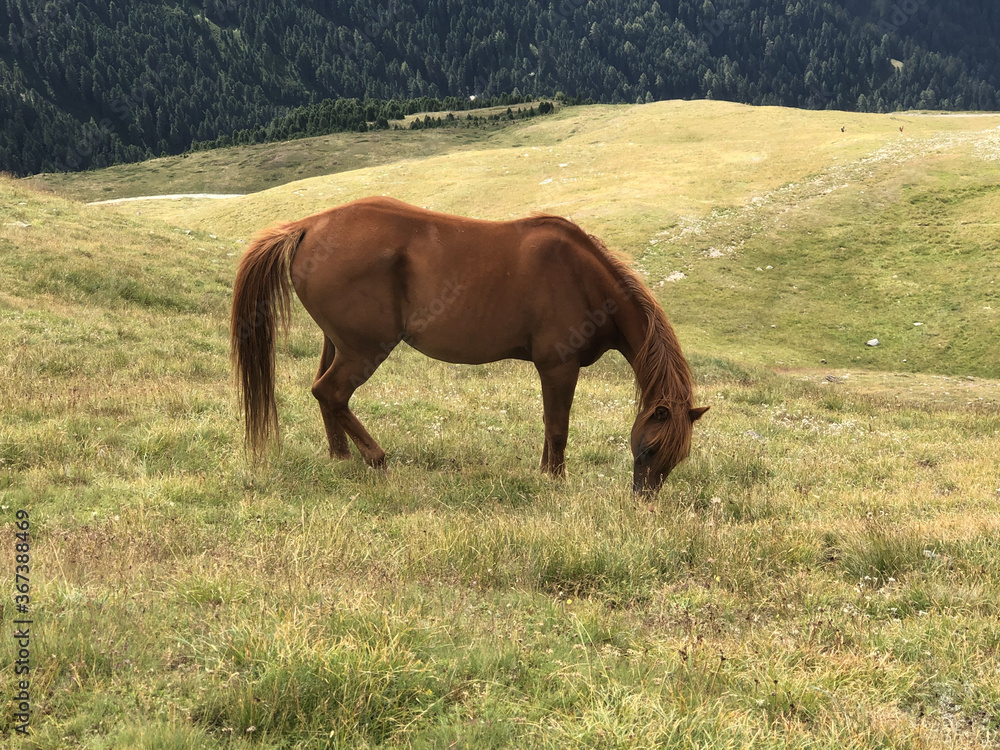 Obraz premium splendito cavallo